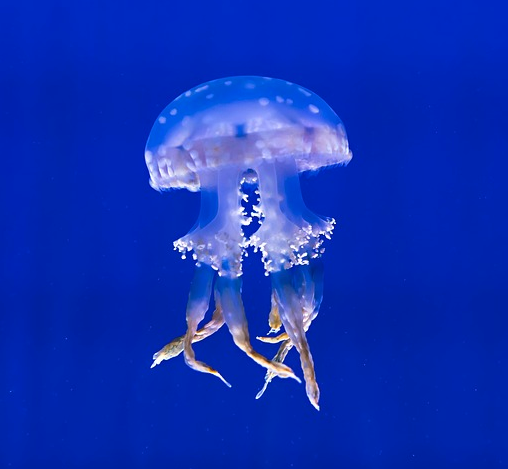 JELLY
