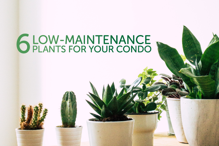 low-maintenance plants for your condo
