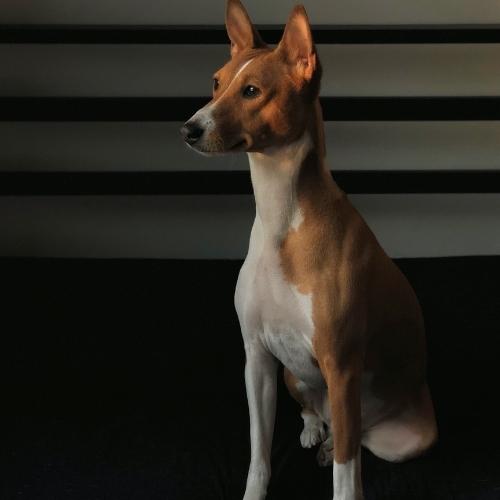 basenji