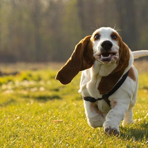 Basset Hound