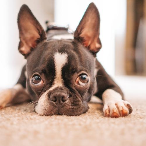 Boston Terrier