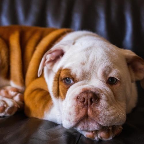 Bulldog