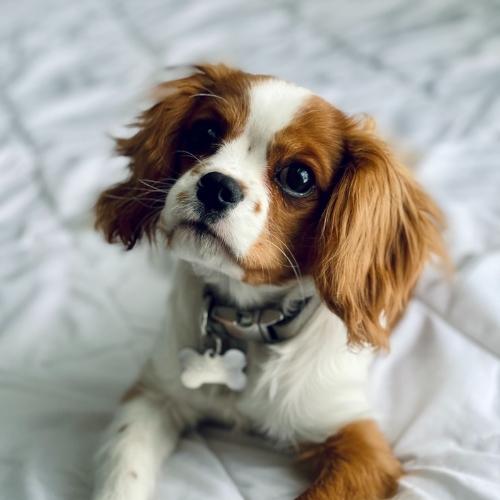 Cavalier King Charles Spaniel