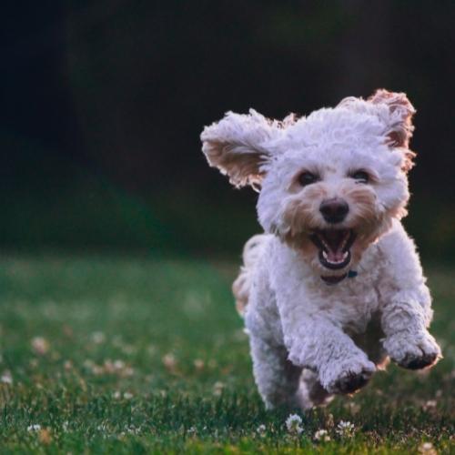 tulear coton