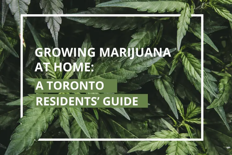 growing-marijuana-feature-image